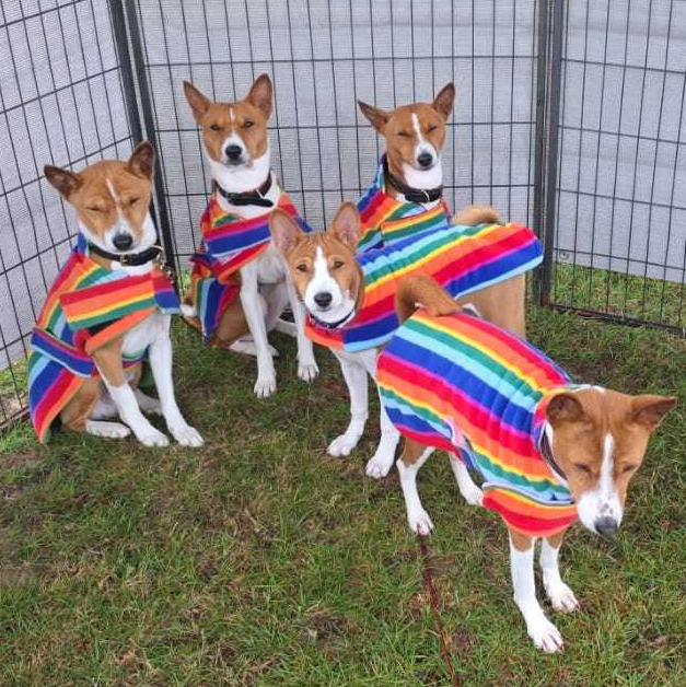Another Mawali Basenji