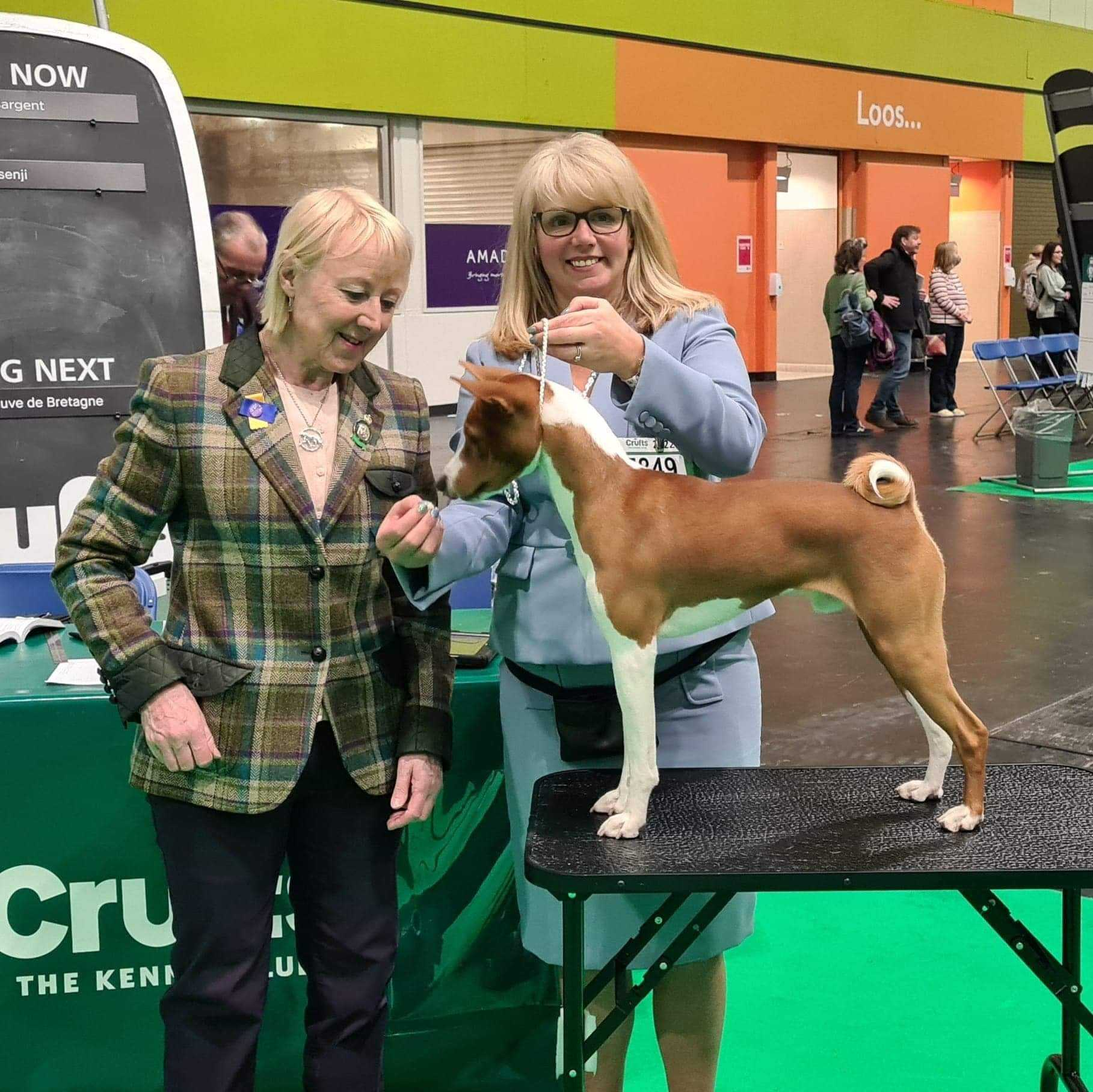 Archer Basenji Going Four Gold Crufts Win