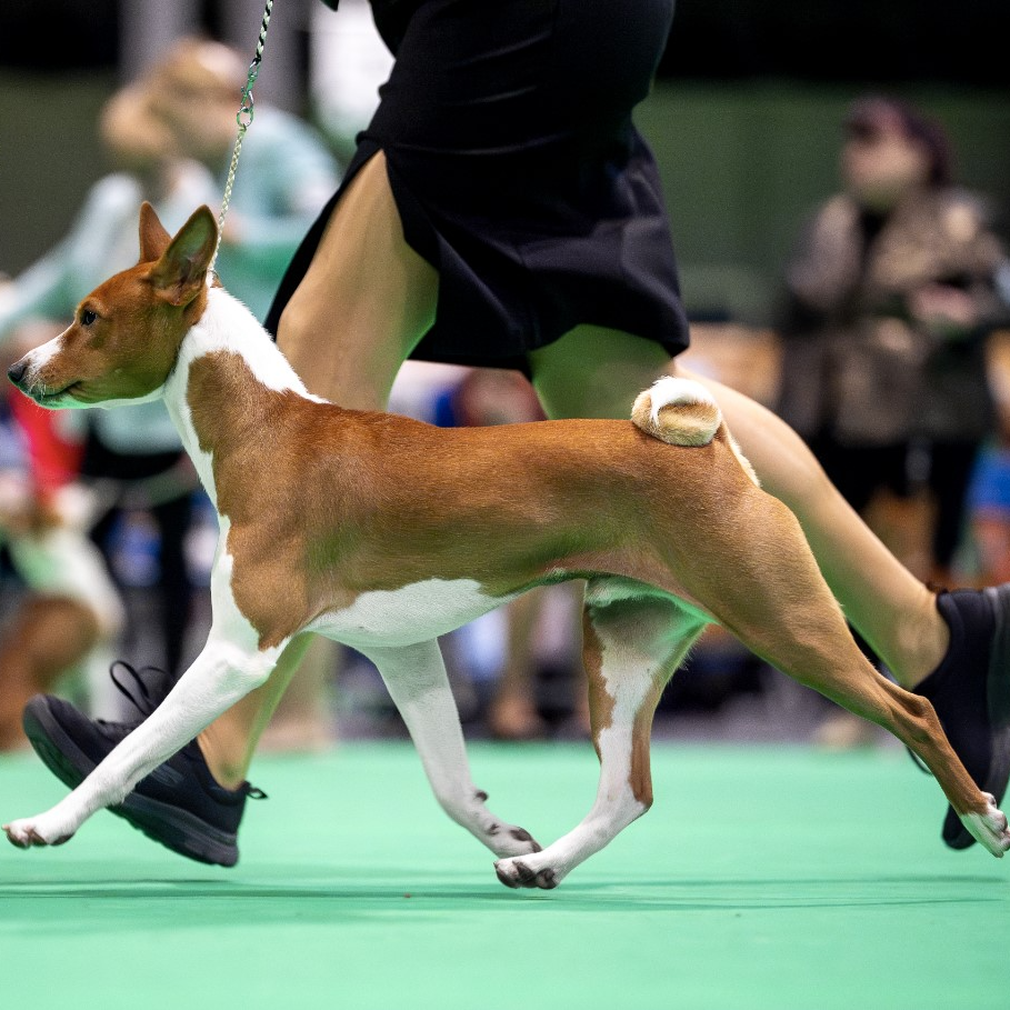 Archer show movement action shot