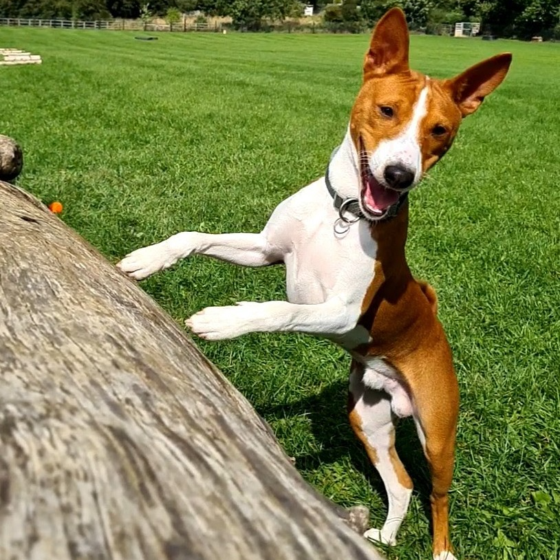 Archer off lead fun smiling dog