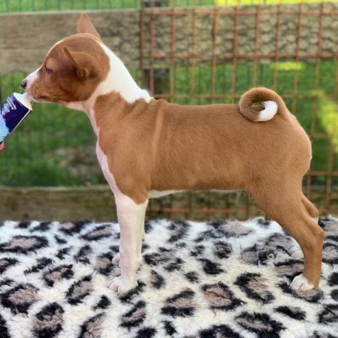 Archer Basenji stack as a puppy