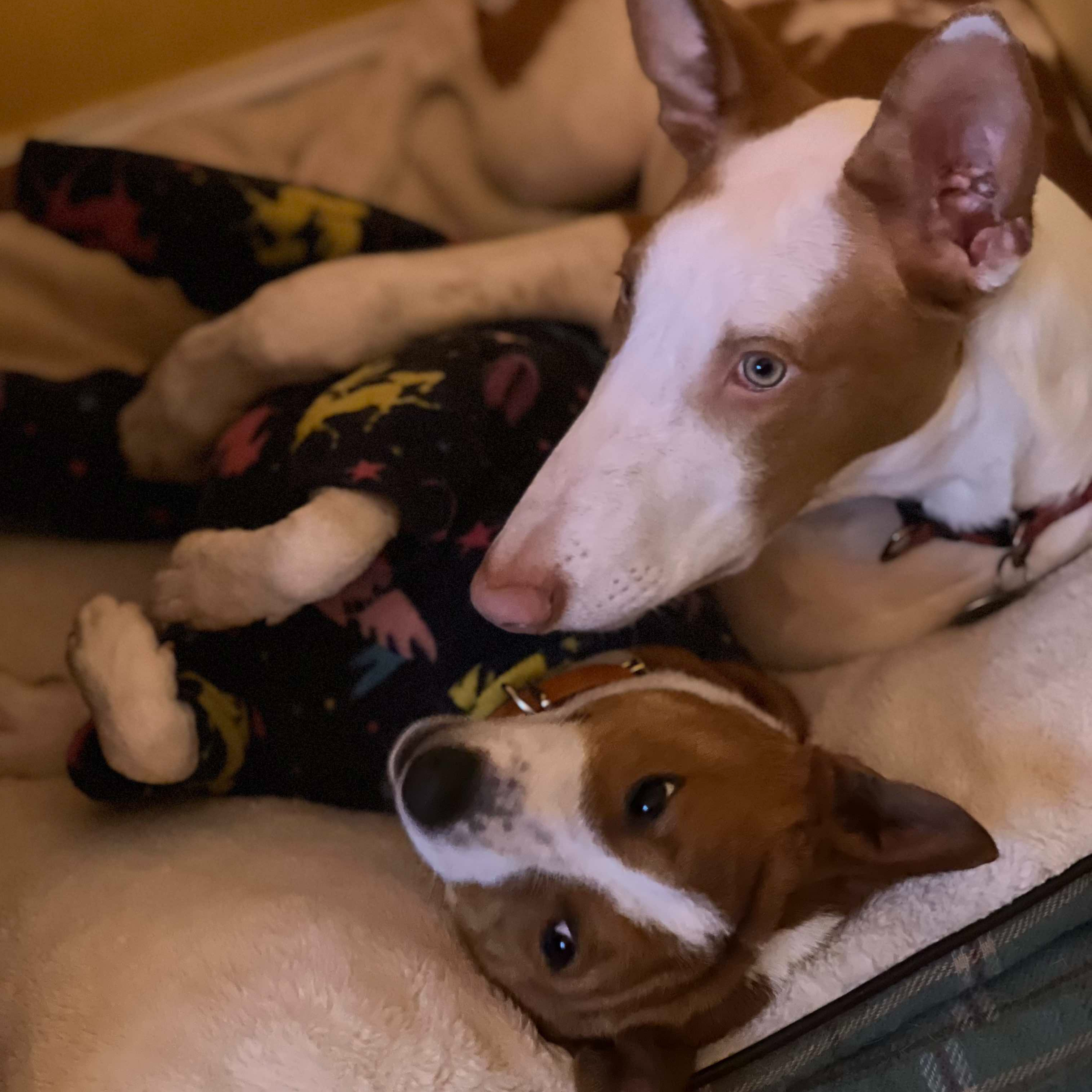 Bingo cute pose with Ibizan Hound