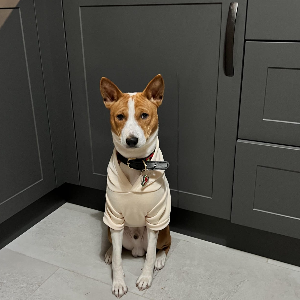 Bingo Cute basenji in jumper, chubby face