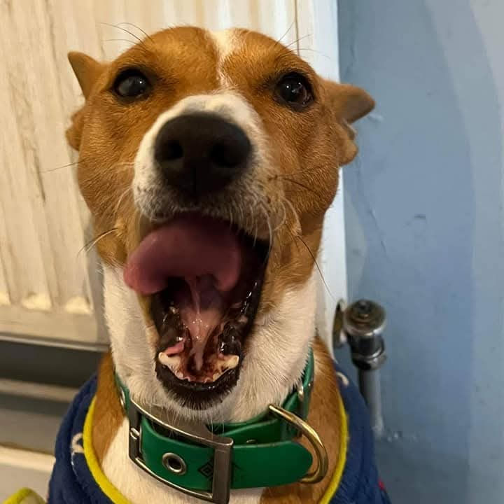 Breaker dog silly face 