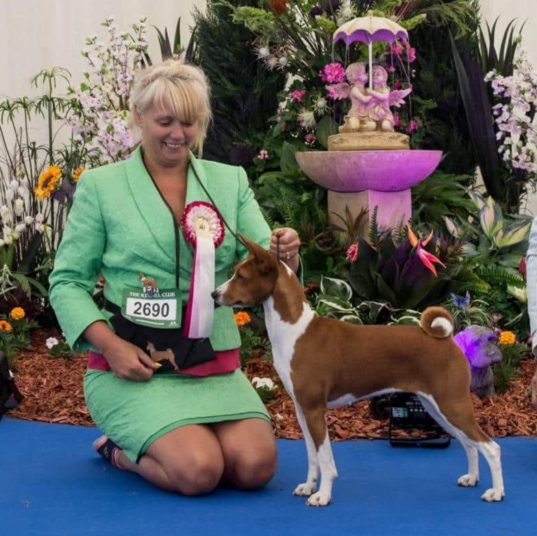 Esme Red and White Basenji Show Win