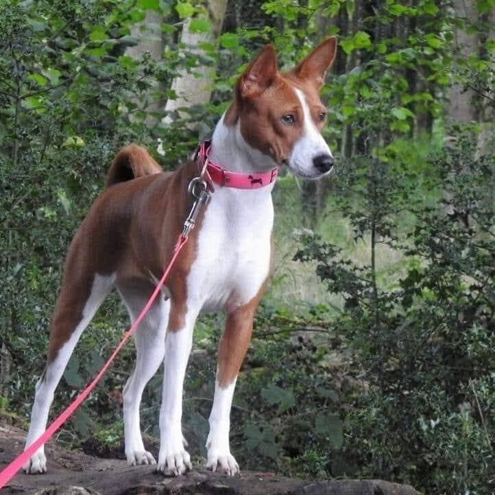 Esme Basenji Forest Pose 