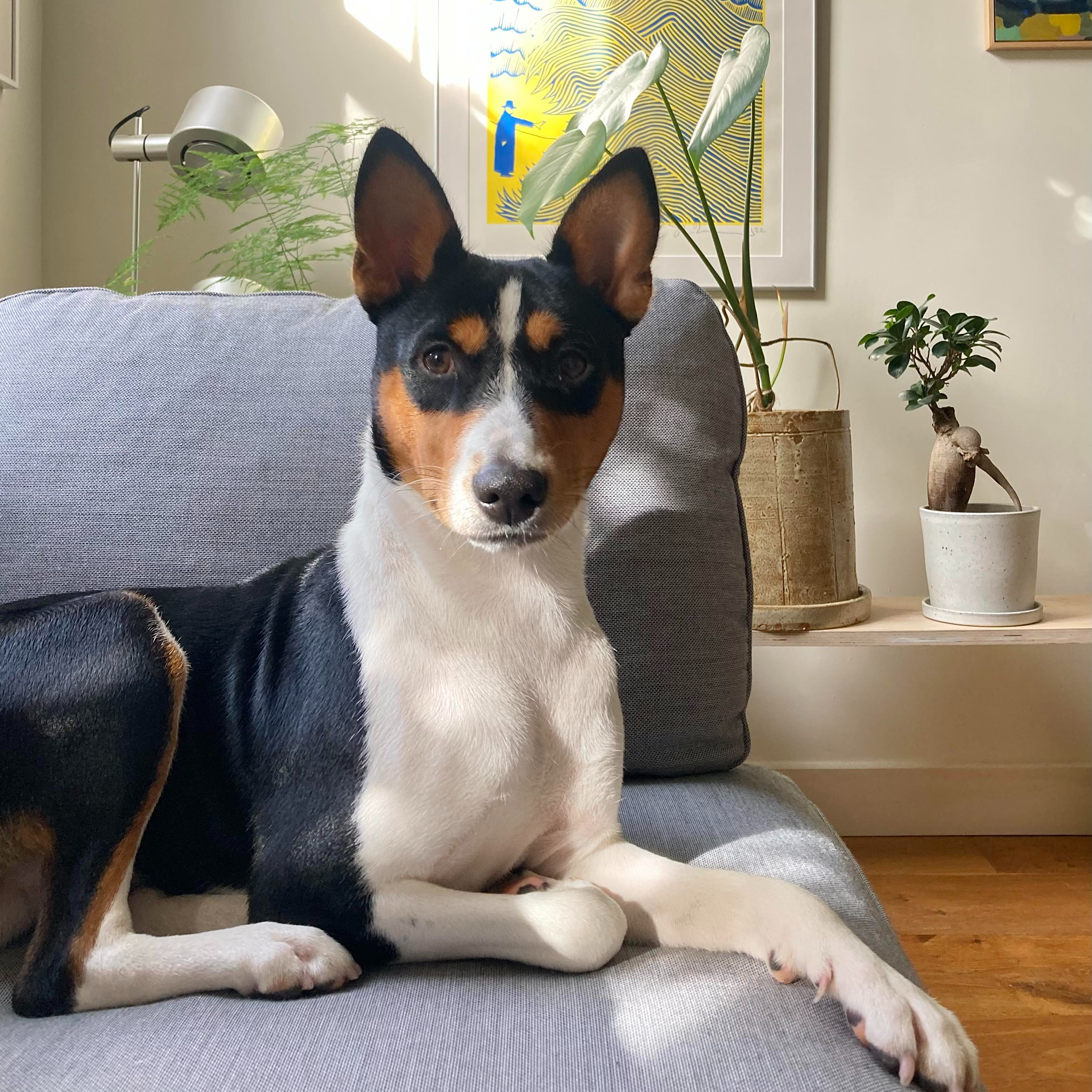 Iggy Basenji pose in the Sun