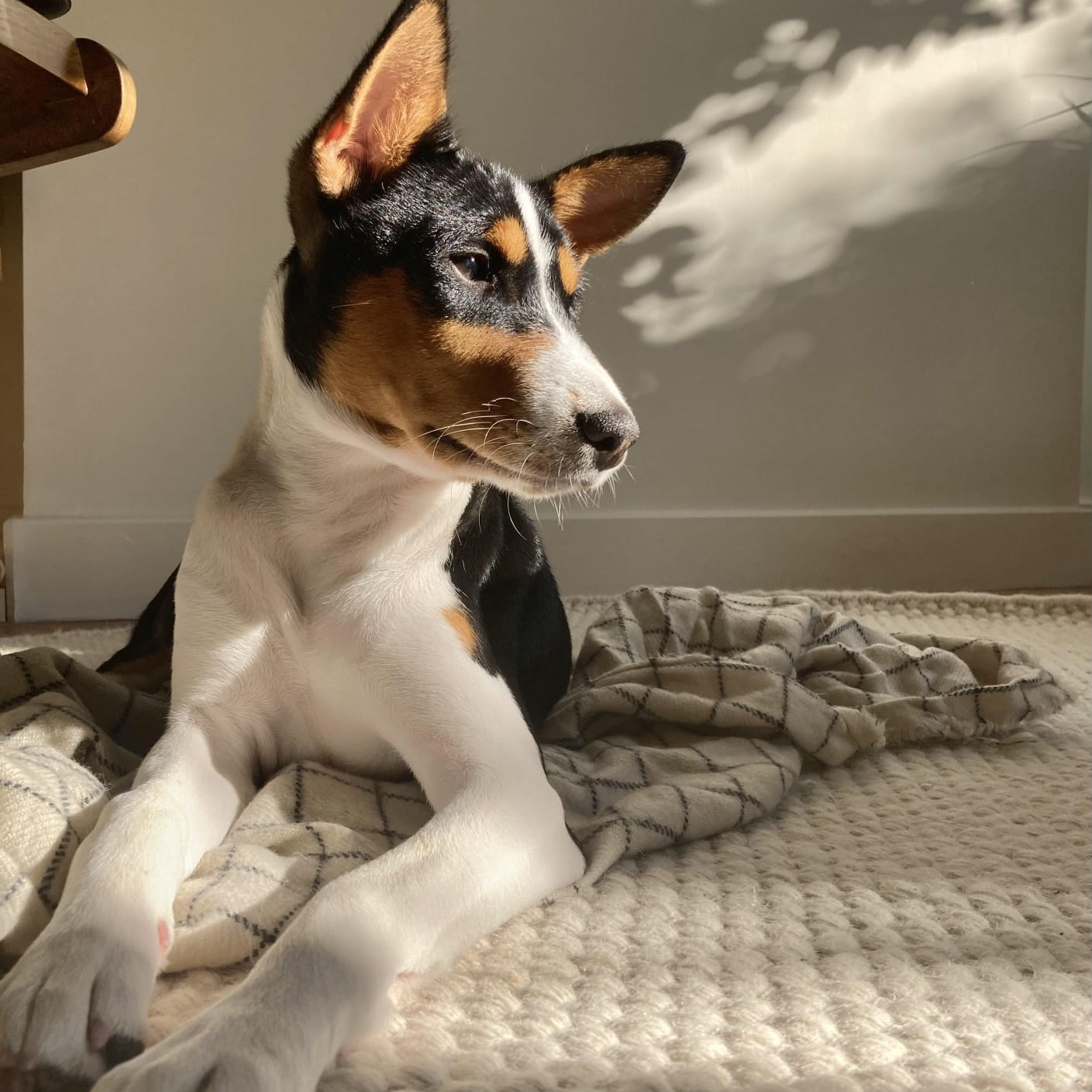 Iggy Basenji puppy in the sun relaxed