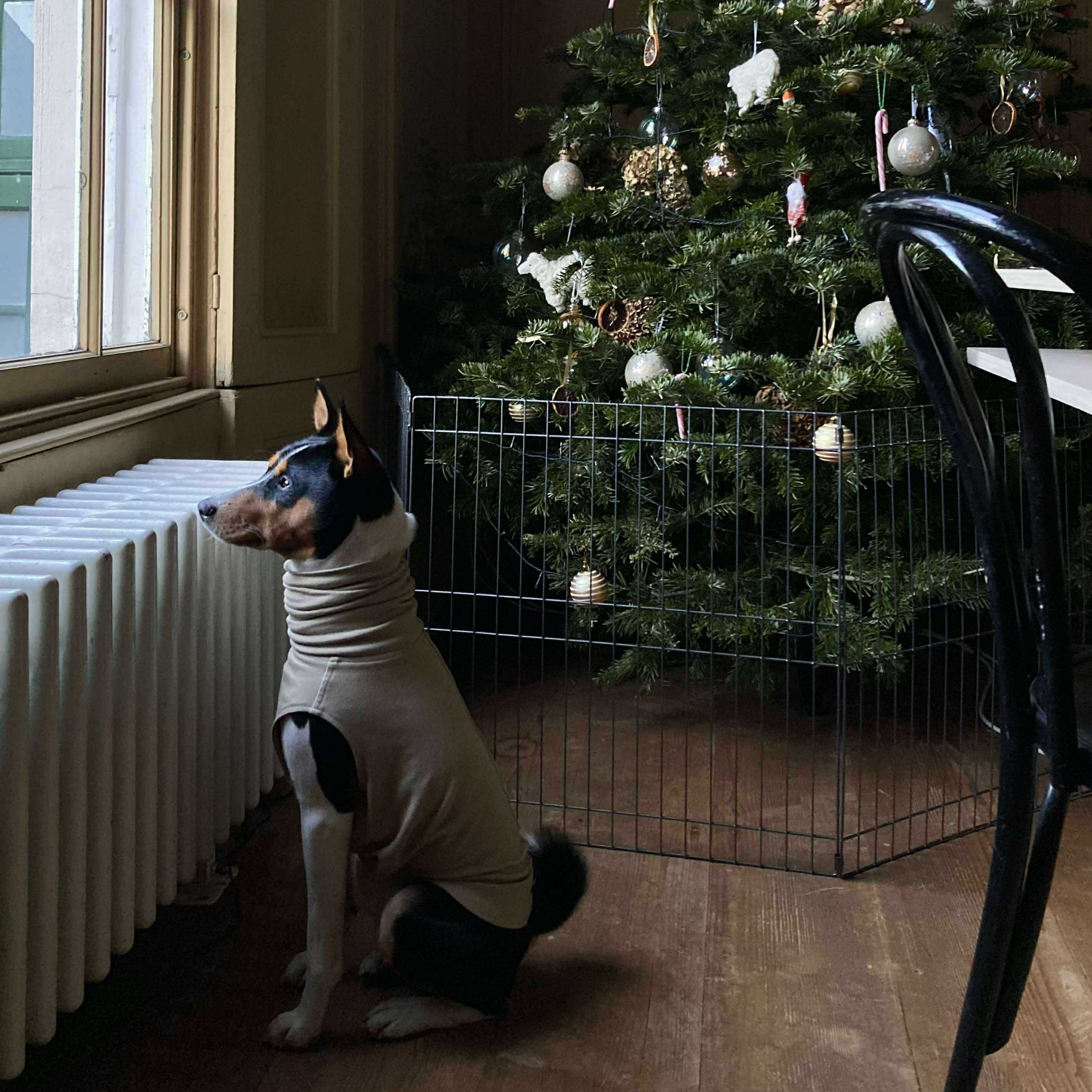 Iggy Tri Basenji looking out window at Christmas