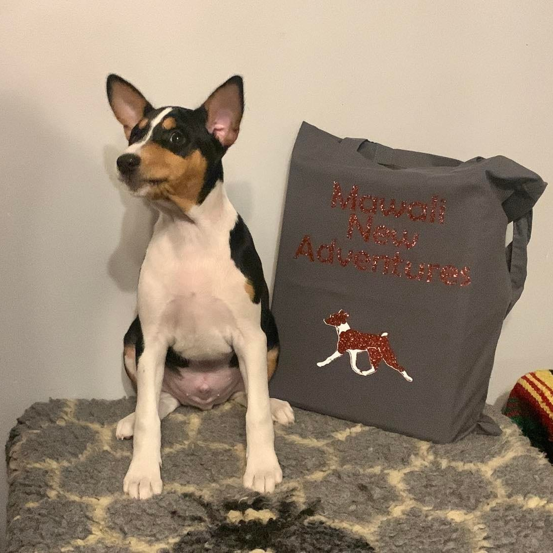 Iggy as a puppy with foreverhome goodybag