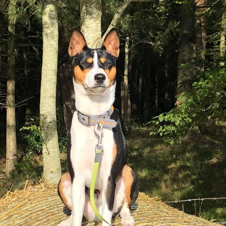 Kibo tri basenji sitting upright in the sun
