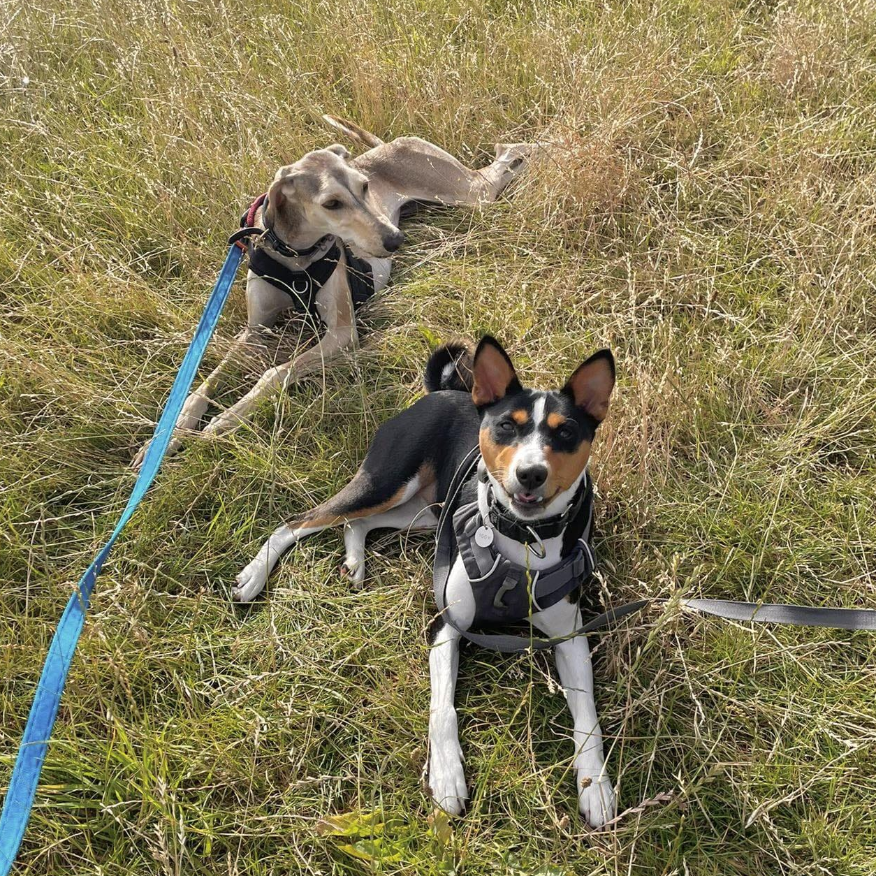 Kibo on a walk with another dog