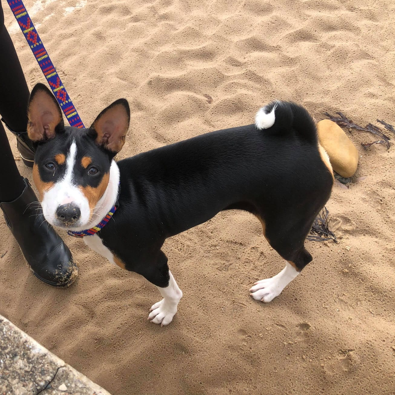 Kibo Tri Basenji at the Beach