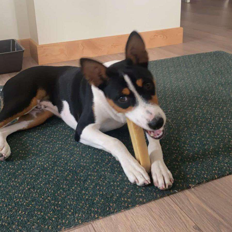 Kibo Puppy BBasenji eating Chew Yak Stick