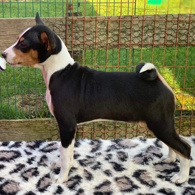 Kibo Basenji stack as a puppy