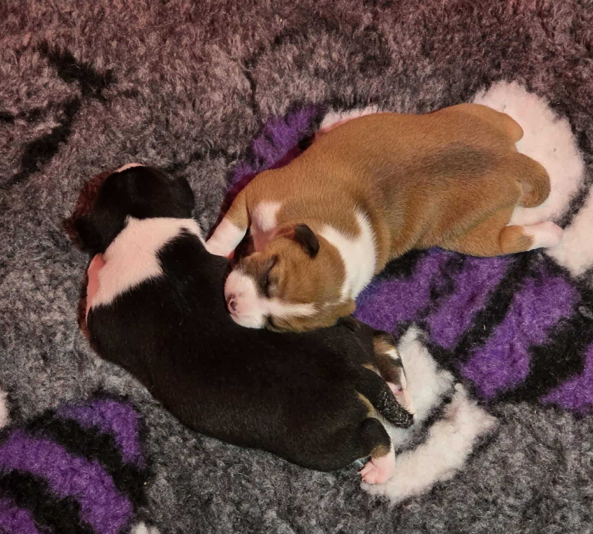 Mawali Goody Two Shoes and Mawali It Takes Two