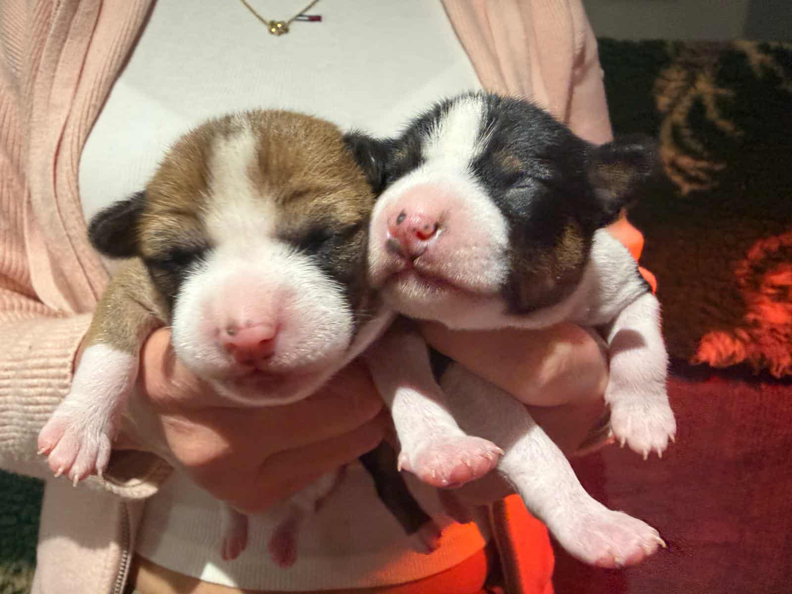 Mawali Goody Two Shoes