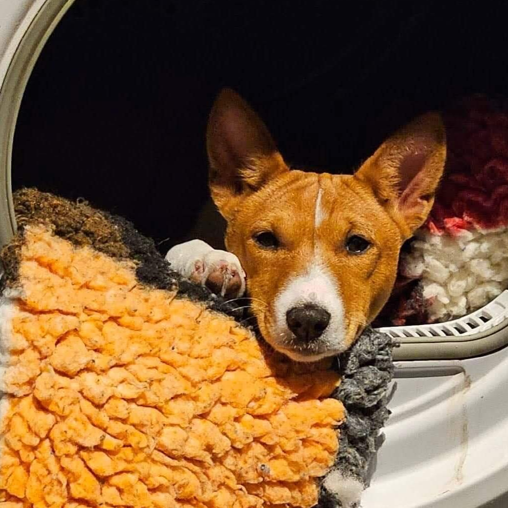 Meredith peaking out the washing machine with all the clean bedding