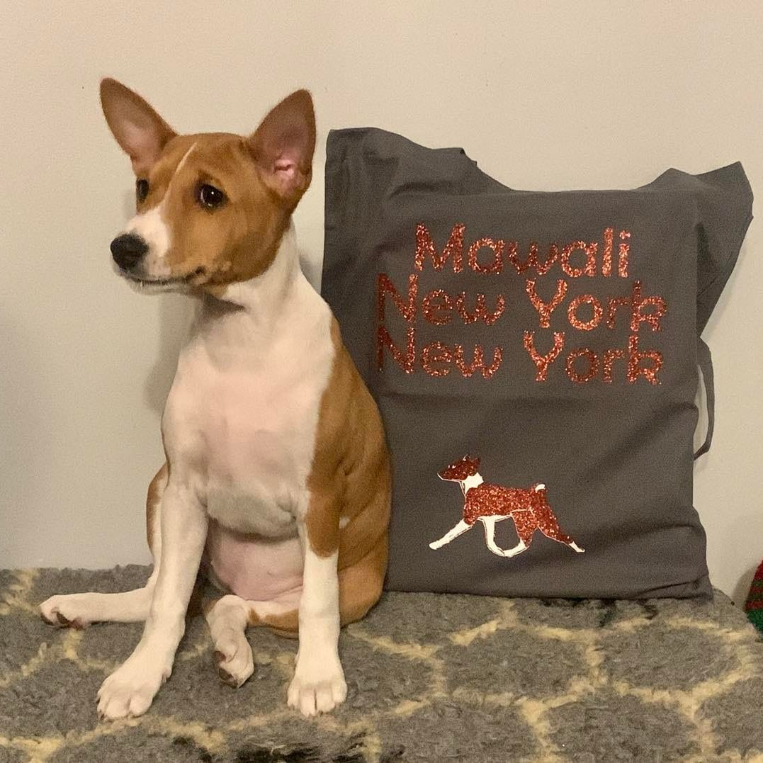 Meredith as a puppy with foreverhome goodybag