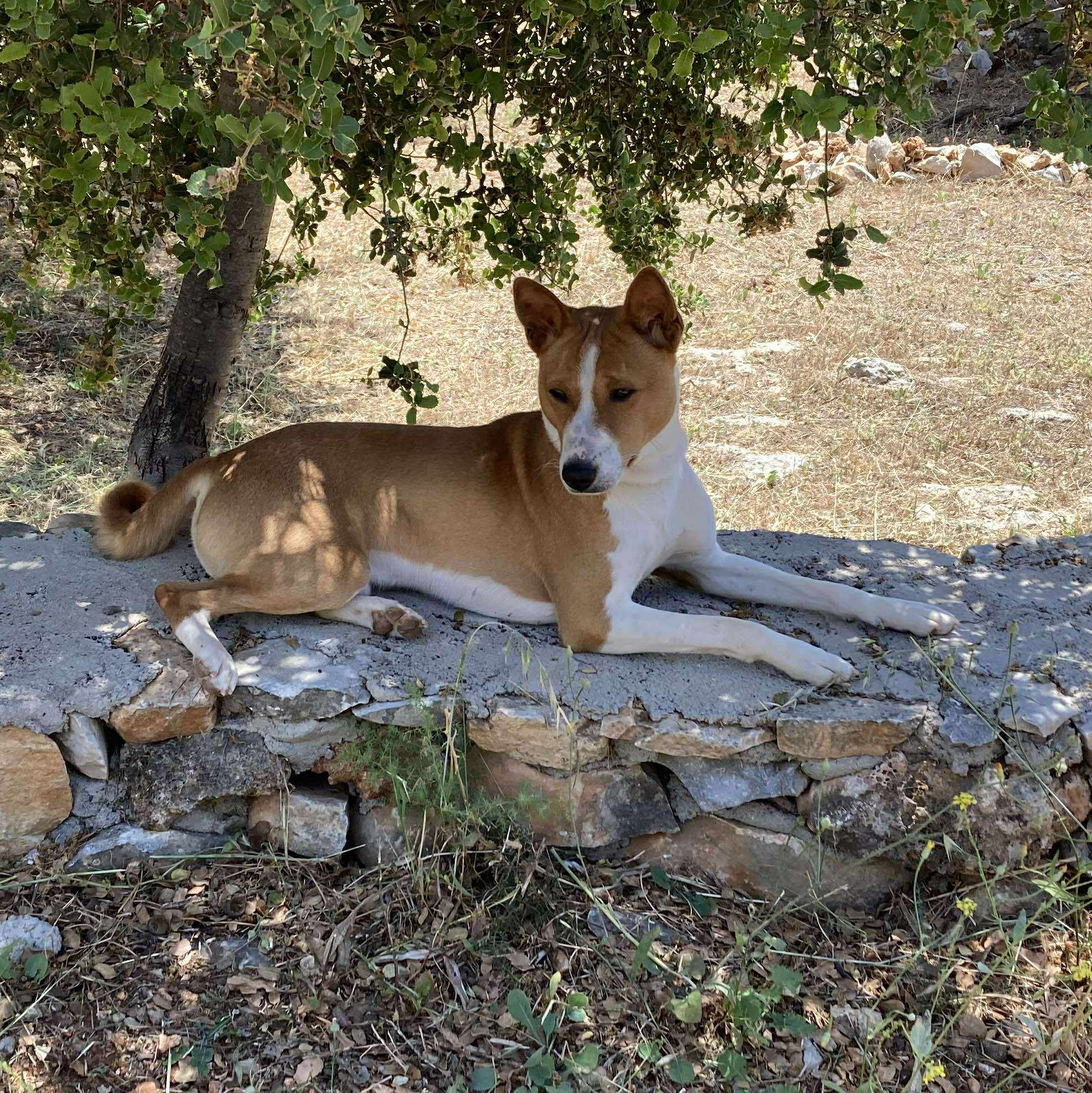 Phil Greece relaxed basenji