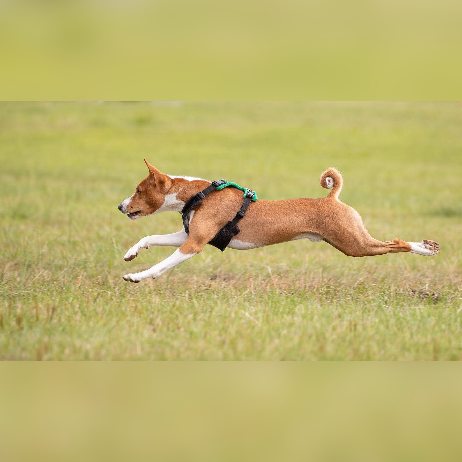 Stryder photo 1