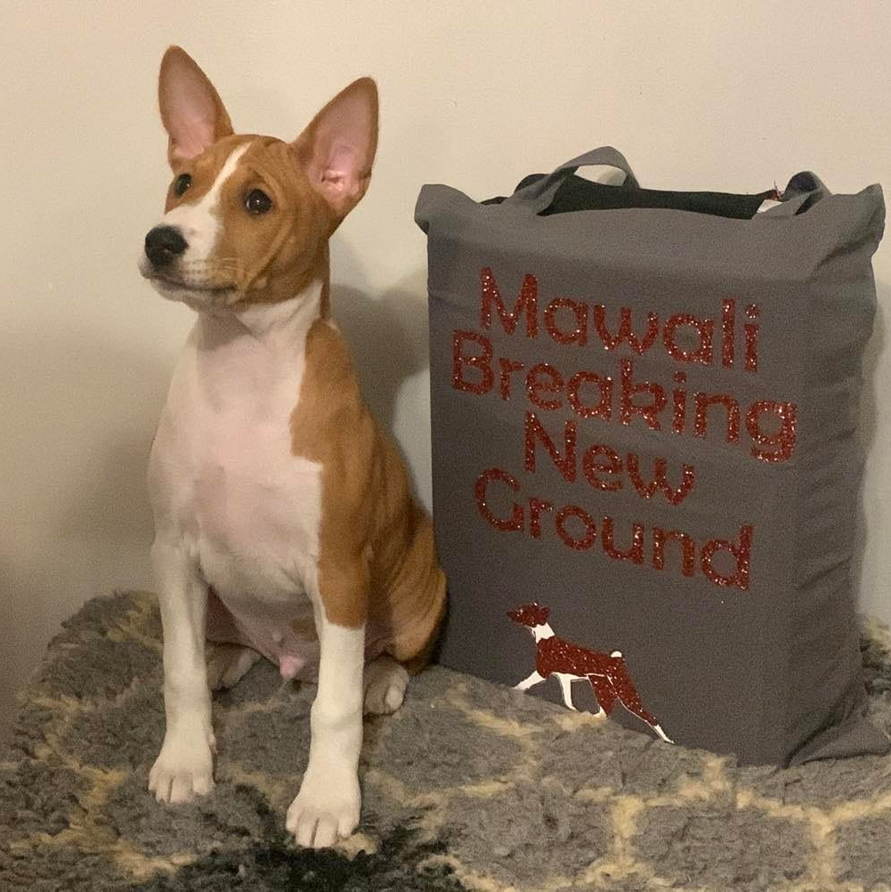 Stryder as a puppy with foreverhome goodybag