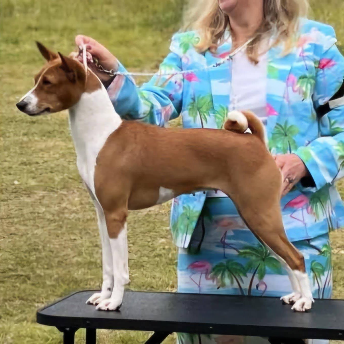 Terrence Basenji Breeders and Owner association win stack