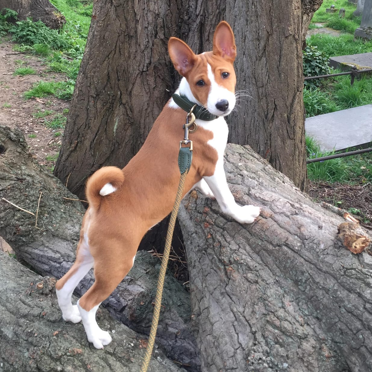 Terrence Four Get me Not Puppy Forest Pose