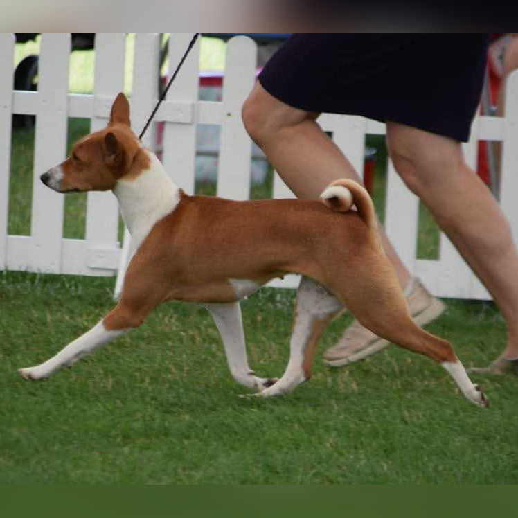 Terrence female basenji on the move action shot