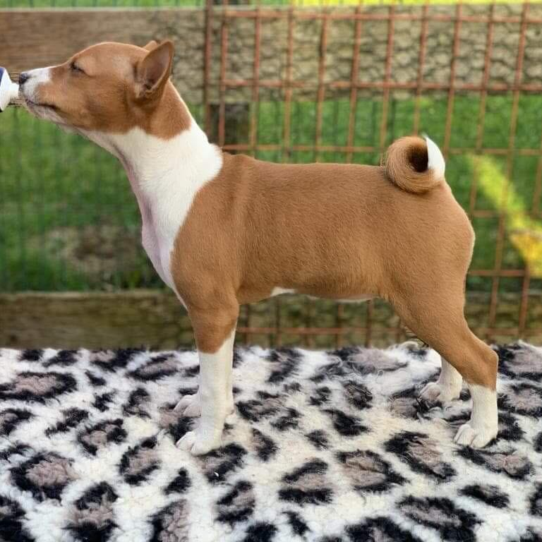 Terrence Basenji stack as a puppy