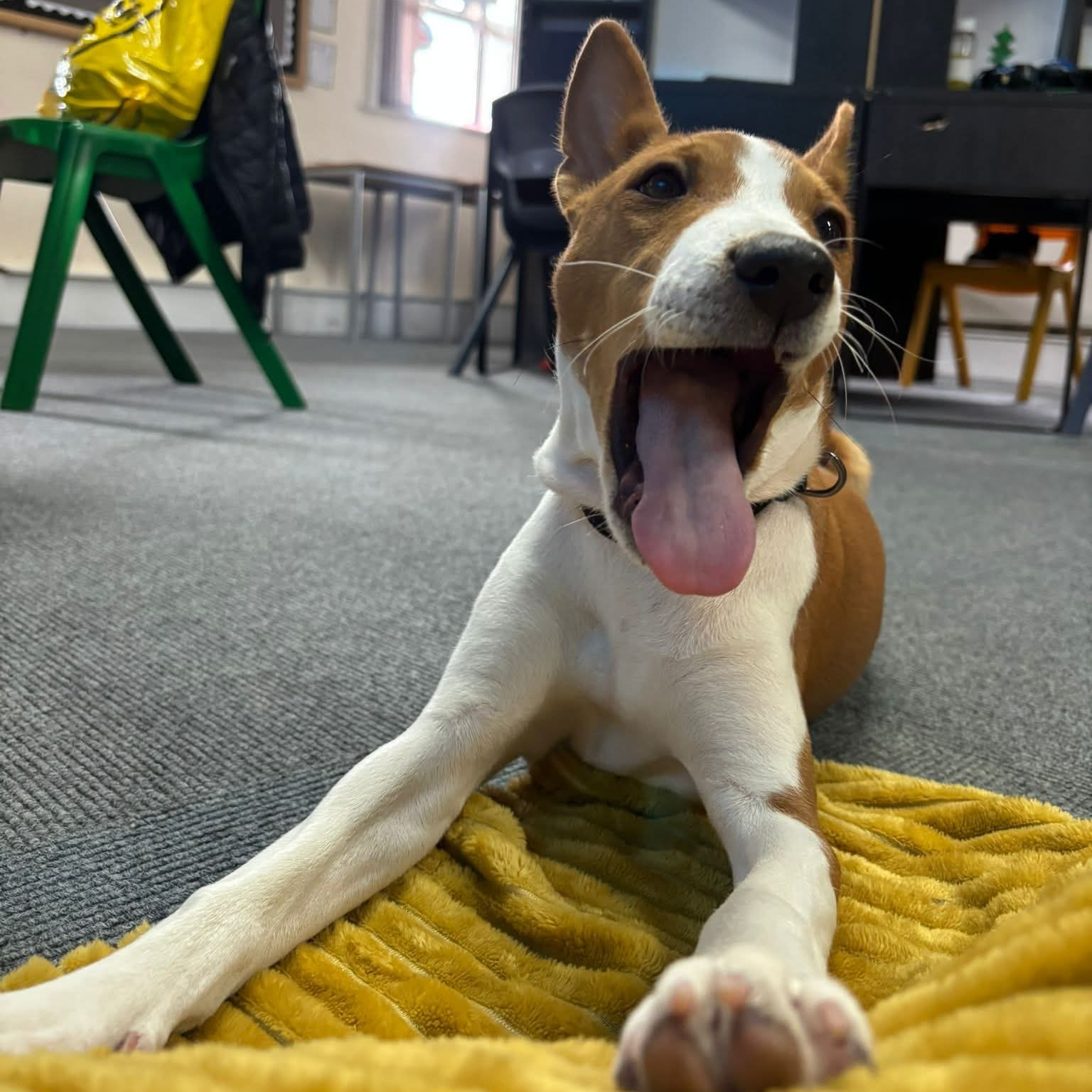 William Basenji puppy cute yawn