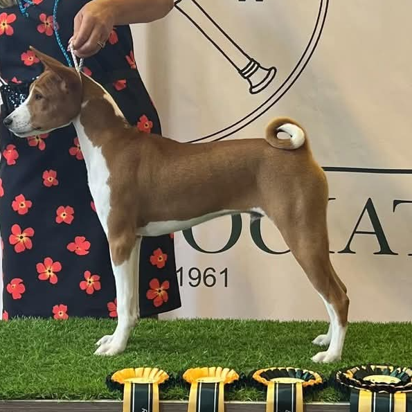 William Best Puppy podium stack