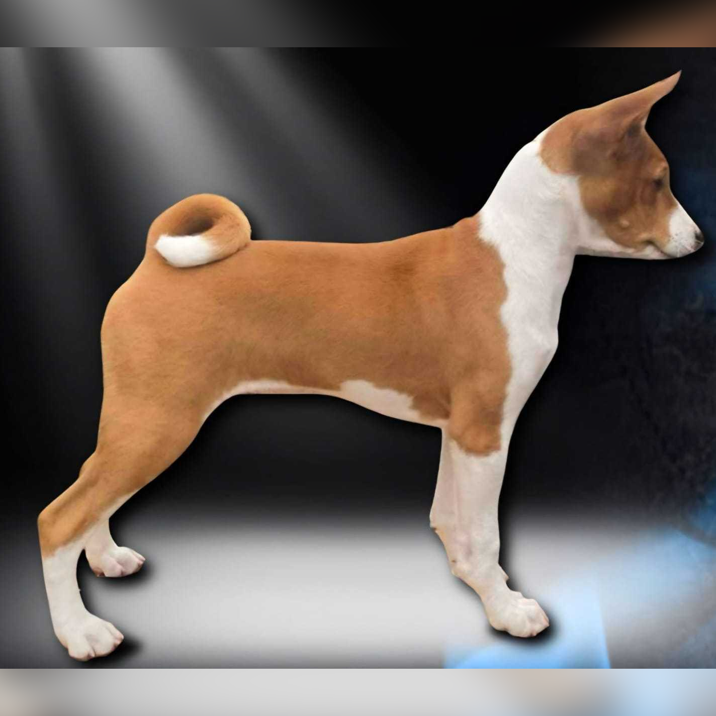 William Basenji first stack